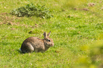 Single small brown wild rabbit grazing in a clearing in a meadow on a sunny day in springtime