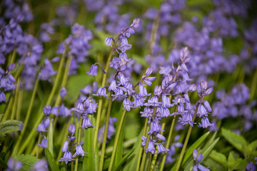 Obraz premium Masses of Spanish Bluebells, , Hyacinthoides hispanica, flowering in springtime