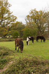 Three wild New Forest ponies grazing in clearing in the New Forest, England