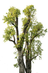 green leaves of tree and sunlight ,isolated on white