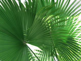 palm tree leaves with the white background