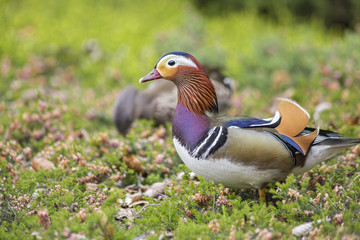 Madarin duck walking on the green grass looking for food and staying alert for any potential danger