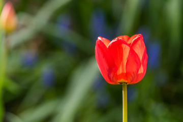 Red Tulip