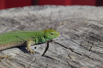 An ordinary quick green lizard. Lizard on the cut of a tree stump. Sand lizard, lacertid lizard