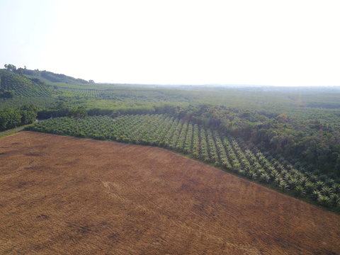 Deforestation. Rainforest cleared for oil palm plantationss
