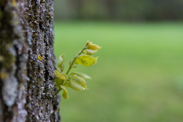 Frisches Grün am Baumstamm