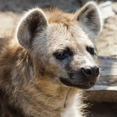 Obraz premium Portrait of a hyena in the zoo.