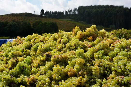 Vindima uvas