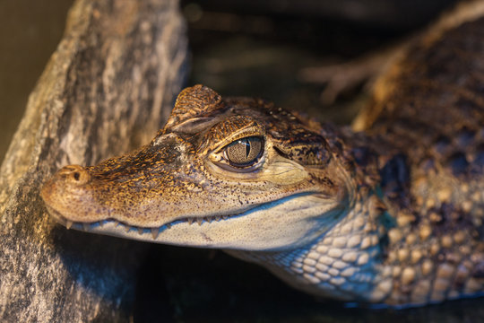 Close-up of the head of a dwarf crocodile