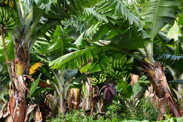 Obraz premium Bananeiras