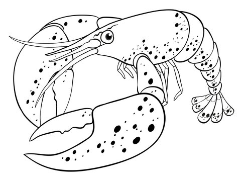 black and white lobster drawing clip art preview