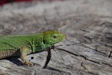An ordinary quick green lizard. Lizard on the cut of a tree stump. Sand lizard, lacertid lizard