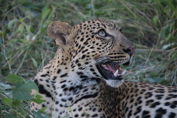 Fototapeta na wymiar Leopard Cub