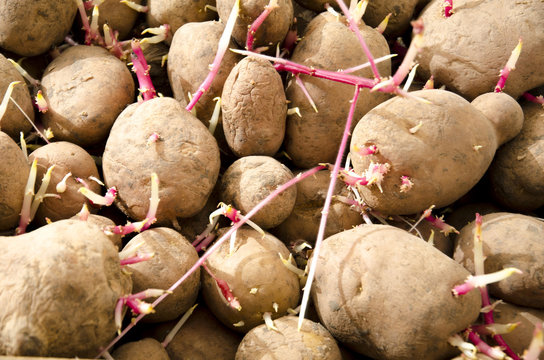 
Tubers of sprouted old potatoes during storage.