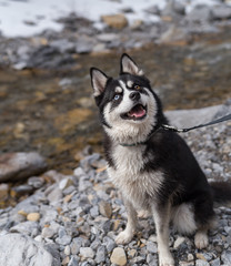 Healthy Husky Pomsky Dog With 2 Colored Eyes Looks Up With Smile