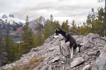 Healthy Husky Pomsky Dog Looking Intently Over A Mountain Valley © camerasandcanines