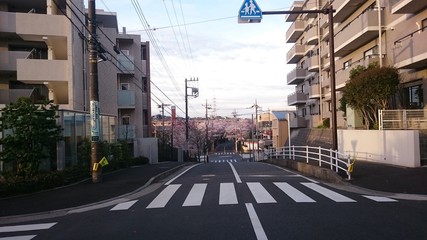 街中から見る桜歩道