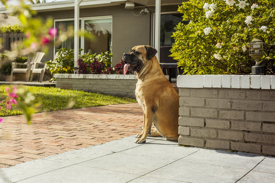 Beautiful and elegant bullmastiff dog safe keeping the house