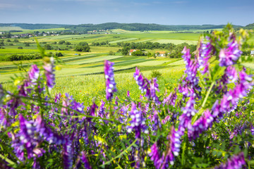 Obraz premium beautiful sunny day, travelling into the green field, farmland landscape in the springtime, fragrant wildflowers