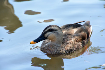Wild Duck