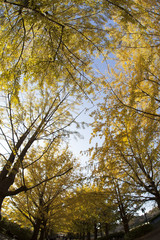 Fototapeta premium 銀杏