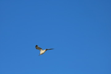 Flying Bird