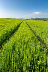 beautiful sunny day, travelling into the green field, farmland landscape in the springtime