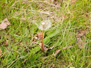 A Half Dispersed White Dandelion Head on the Ground