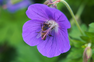 Fototapeta premium Blume mit Biene