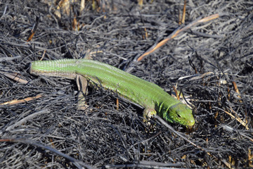 An ordinary quick green lizard. Lizard on the ground amidst ash and ash after a fire. Sand lizard,...