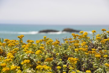 Rocks Through the Flowers