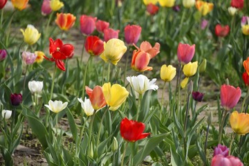 Wiese mit bunten Blumen