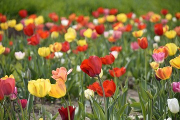 Wiese mit bunten Blumen