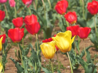 赤と黄色のチューリップ