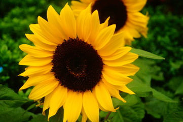 Obraz premium Sunflower