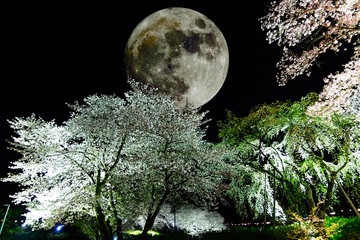 Naklejka premium Nocne kwiaty wiśni oświetlone przez księżyc w pełni