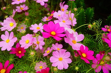 Beautiful flowers