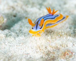 コールマンウミウシ