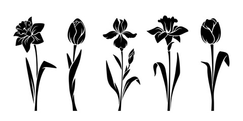 Obraz premium Wektor czarne sylwetki wiosennych kwiatów (tulipany, narcyz i irys) na białym tle na białym tle.