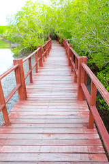 wooden walkway in mangrove forest