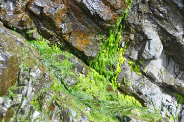 Rock and Moss