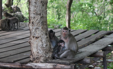 Family monkey from Cambodia
