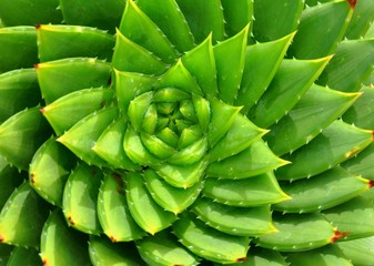 Succulent Spiral 2
