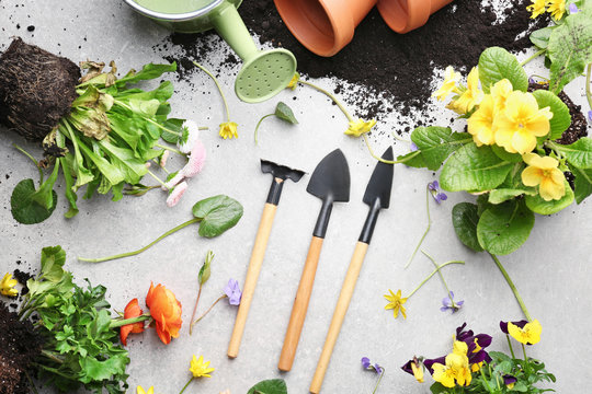 Composition with flowers and gardening tools on light background