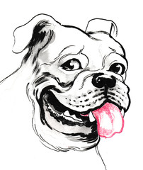 Smiling bull dog