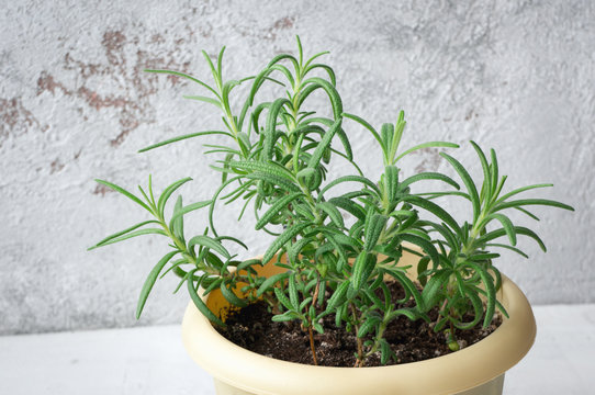 Green scented rosemary in garden pot