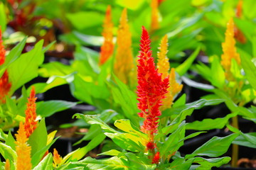 flower plumed cockscomb red or Celosia argentea beautiful in the garden