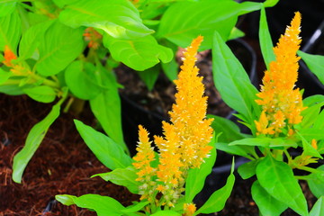 flower  plumed cockscomb yellow or Celosia argentea beautiful in the garden