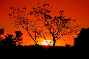 tree and branch silhouette  at sunset in sky beautiful landscape