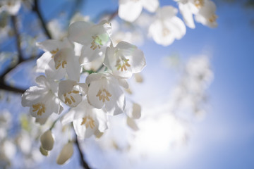 White flowers illuminated by sunlight
